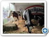 gdt-castiglione-18-04-2015-rid-1000-78